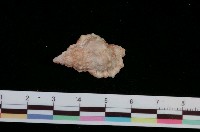 藏品(果粒蛙螺)的圖片